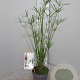 Cyperus alternifolius GM C3