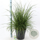 Deschampsia cesp. 'Goldtau' 50-80 cm 12L