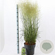 Deschampsia cesp. 'Goldtau' 50-80 cm 12L