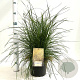 Deschampsia cesp. 'Goldtau' gm 4,0L
