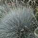 Festuca valesiaca 'Glaucantha' GM P9