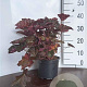 Heuchera m. 'Palace Purple' GM 2,0L