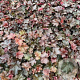 Heuchera m. 'Palace Purple' GM 2,0L