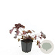 Heuchera m. 'Palace Purple' GM P9