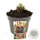 Persicaria a. 'Dark Red' GM 2,0L