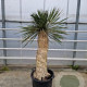 Yucca rostrata 120-130 cm container