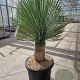 Yucca rostrata 30 cm stam container