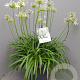 Agapanthus Eydori White GM 25L