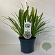 Agapanthus 'Leicester' 25-30 cm 3,0L