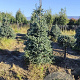Abies pinsapo 'Glauca' 250-300 cm draadkluit