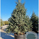 Abies pinsapo 'Glauca' 250-300 cm draadkluit