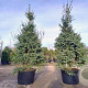 Abies pinsapo 'Glauca' 250-300 cm draadkluit