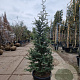 Cedrus deod. 'Robusta Glauca' 150-175 cm 35L