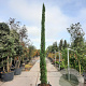 Cupressus semp. 'Pyramidalis' 350-400 cm container