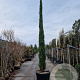 Cupressus semp. 'Pyramidalis' 450-500 cm container
