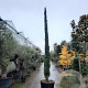 Cupressus semp. 'Pyramidalis' 450-500 cm container