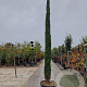 Cupressus semp. 'Pyramidalis' 450-500 cm container