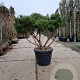 Pinus nigra Brepo 100-125 cm container piramide