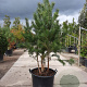 Pinus sylvestris 175-200 cm container meerstammig