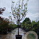 Prunus ar. 'Cafona' 100 cm stam container 14-16