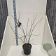 Amelanchier lamarckii 100-125 cm 10L meerstammig
