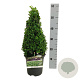 Buxus sempervirens 30-40 cm 3,0L piramide antraciet