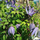 Clematis 'Georg' 80-100 cm rozenpot 2L