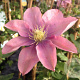 Clematis 'Little Mermaid' 80 cm rozenpot 2L