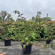 Hydrangea anomala petiolaris 40-50 cm 3,0L