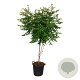 Koelreuteria paniculata 150-175 cm 30L extra