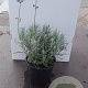 Lavandula ang. 'Dwarf Blue' 15-20 cm C1.3