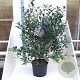 Photinia fraseri Carré Rouge 100-125 cm 20L