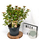 Viburnum tin. 'Eve Price' 40-50 cm 5,0L