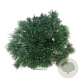 Pinus mugo mugo 50-60 cm 15L