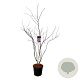 Cercis can. 'Forest Pansy' 150-175 cm 30L extra
