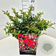Chaenomeles sup. 'Red Trail' 40 cm 10L