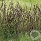 Molinia arund. 'Black Arrows' GM  P11