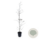 Carpinus betulus 125-150 cm 4,5L