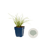 Carex testacea 'Prairie Fire' GM  P11