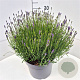 Lavandula ang. 'Essence Purple' 30-40 cm 10L