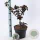 Sambucus nigra Black Tower 30-40 cm 5,0L