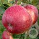 Malus d. 'Howgate Wonder' 12-14 HO 45L
