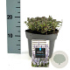 Nepeta 'Purssian Blue' GM 2,0L