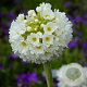 Primula denticulata 'Prom White' GM  P11