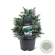 Chamaecyparis p. 'Blue Planet' 25-30 cm 3,5L