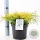 Chamaecyparis p. 'Paul's Gold' 20-25 cm 3,0L