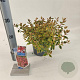 Abelia grandifl. Mystic Daydream 25-30 cm 2,0L