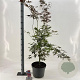 Acer pal. 'Sumi-nagashi' 120-130 cm 10L