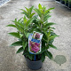 Buddleja d. B. Candy Little Cerise 30-35 cm 3,0L