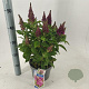 Buddleja d. B. Candy Little Cerise 30-35 cm 3,0L